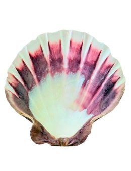 Coquille Saint-Jacques Coquille Saint-Jacques
