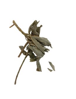 Sauge blanche amérindienne en vrac - sachet de 30g